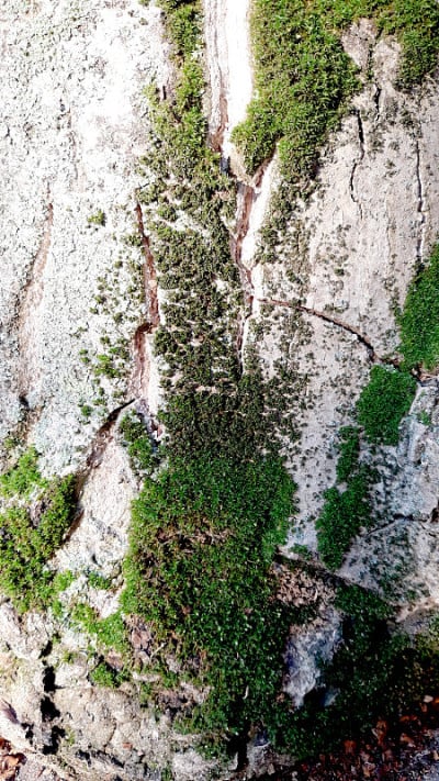 美丽的木材纹理背景与绿色苔藓