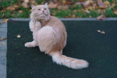 无家可归的猫瘙痒
