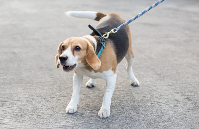小猎犬狗叫声