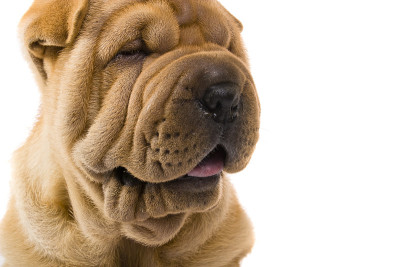 Sharpei狗