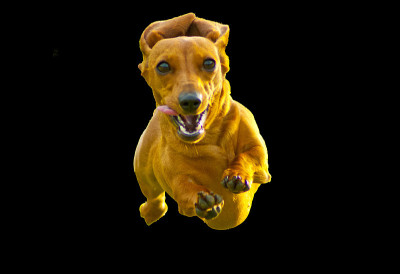 迷你腊肠犬