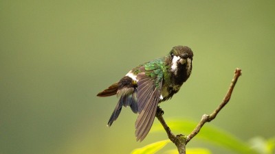 绿色thorntail蜂鸟