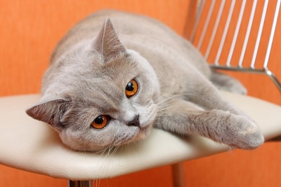 英国的猫