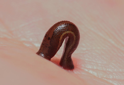 鼻涕虫