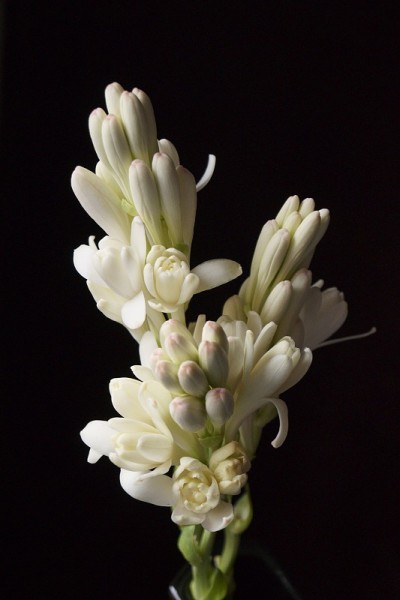 美丽的花-晚香玉或龙舌兰(Polianthes tuberosa)