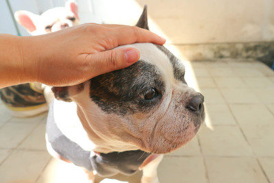 摸狗，瞌睡的法国斗牛犬或法国斗牛犬