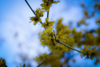 蔓越莓花