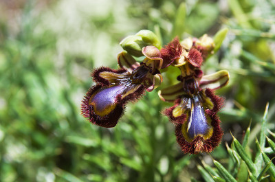 镜像兰花- Ophrys vernixia