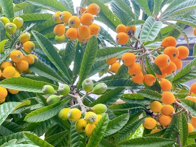 枇杷树