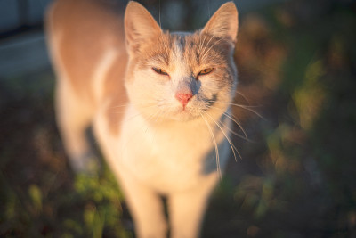 近距离观察红猫的鼻子。