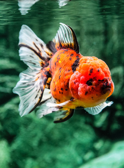 金鱼在水族馆
