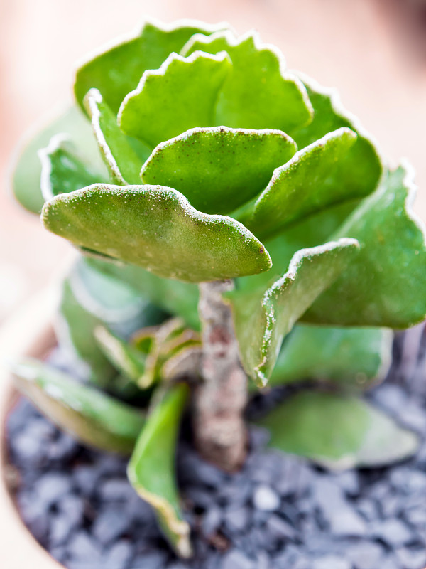 盆栽中的皱叶植物(Adromischus cristatus