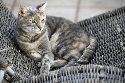 躺椅上的猫
