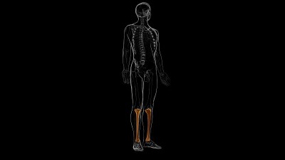 人体骨骼解剖胫骨骨3D渲染