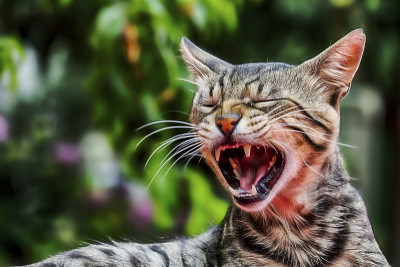 靠近可爱的朋友在自然界的猫