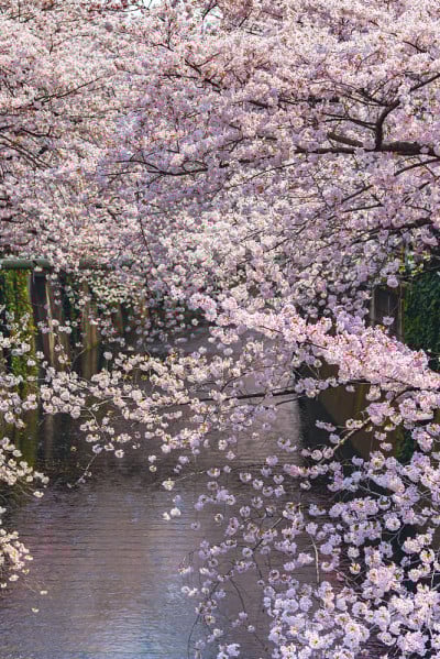 目黑樱花