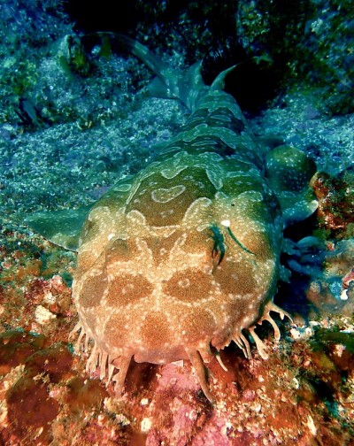 流苏wobbegong鲨鱼