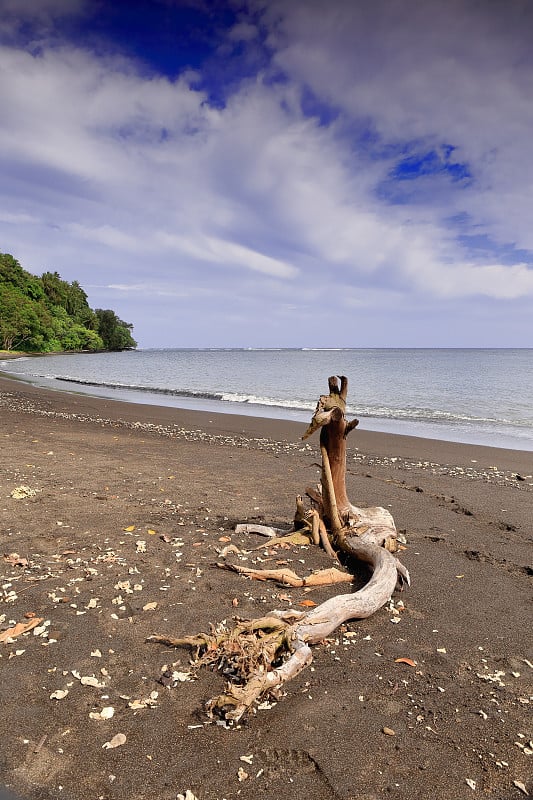 海滩上的干树干。Olal-Ambrym island-Vanuatu。6111