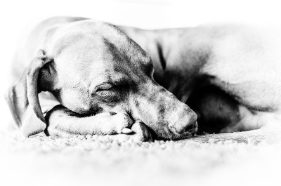 匈牙利猎犬vizsla画像