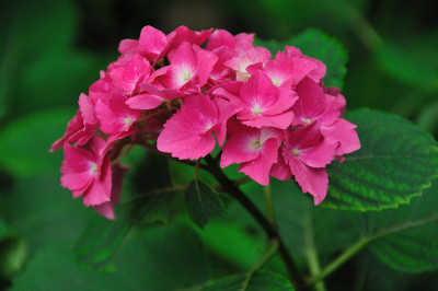绣球花
