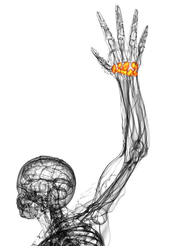 3d渲染医学插图的腕骨