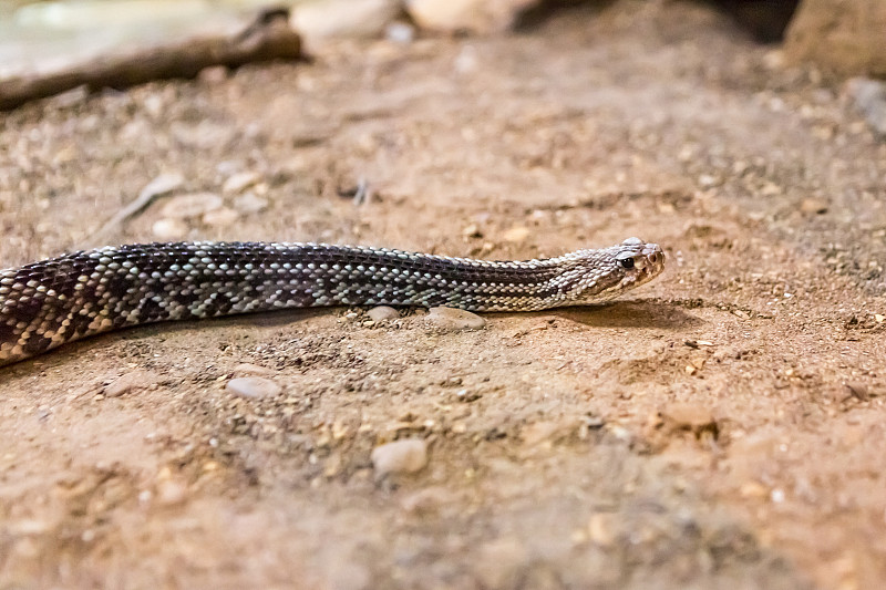 响尾蛇Crotalus atrox。西部菱斑。