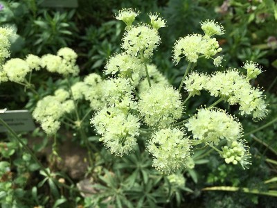 花和植物在温室或热带房子在植物园圣加尔，圣加伦-瑞士