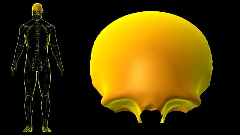 人体骨骼头骨额骨解剖学的医学概念