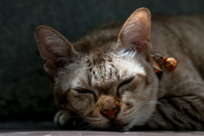 猫的头像