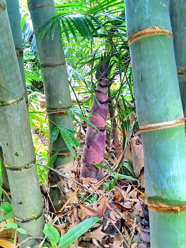 竹笋