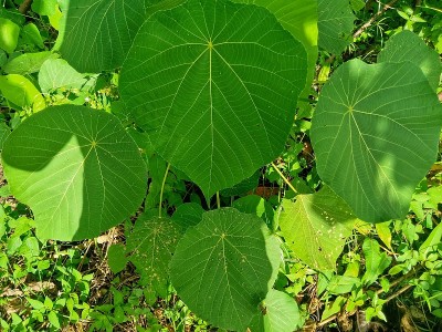 有大绿叶的野生植物