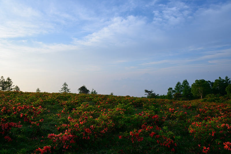 山梨县Nirasaki的Amariyama和日本杜鹃花峰顶