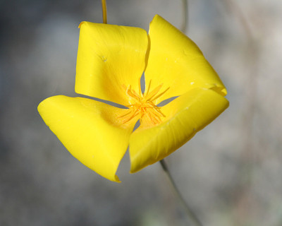 沙漠的野花