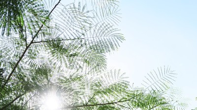 背景树，天空，云从下面