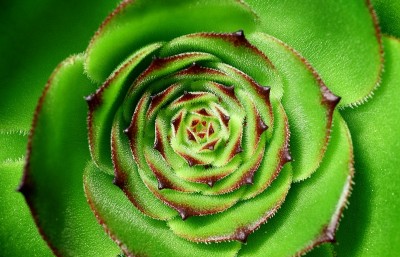 一种未知种类的Aeonium arboreum的细节