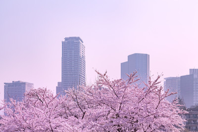 城市的樱桃树