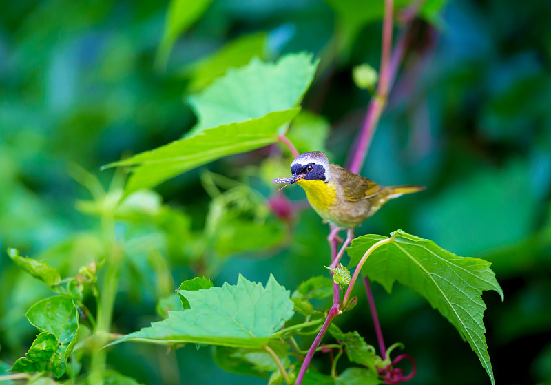 常见的Yellowthroat。