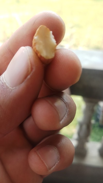 手里拿着坚果。