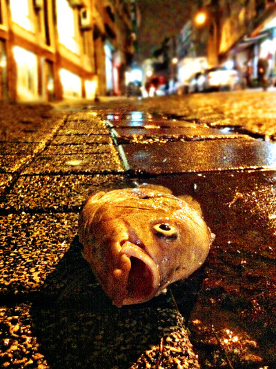 路上的死鱼