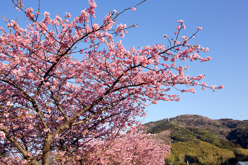 日本的樱花