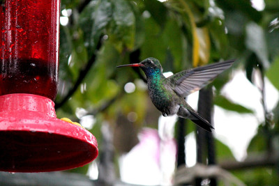 COLIBRI