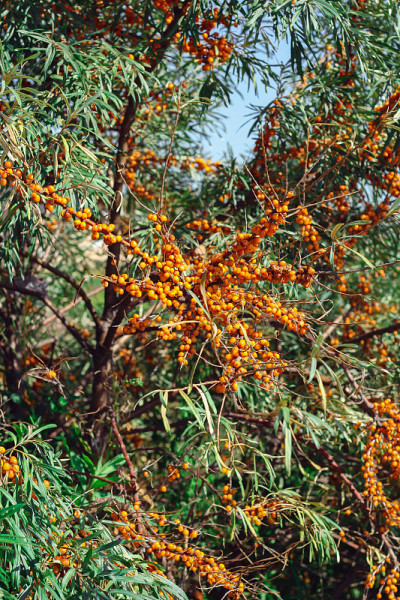 seabuckthorn