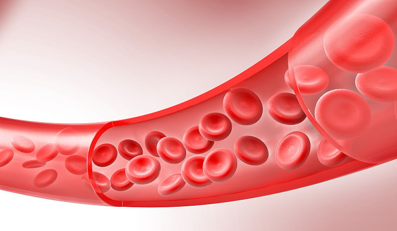 红细胞在静脉中流动。