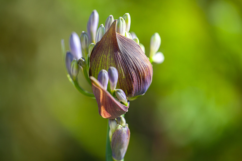 一个蓝色非洲百合(Agapanthus)的花蕾的特写与模糊的背景