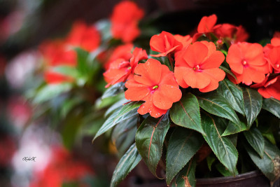 背景的花