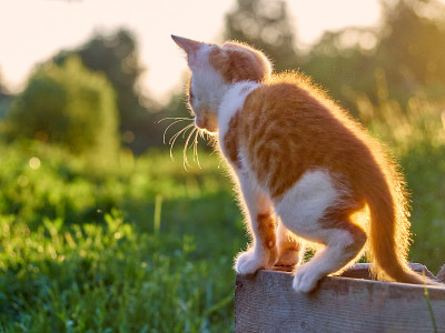 草丛里的小猫。