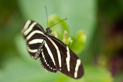 斑马Longwing