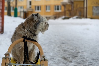 在下雪的冬天，一只棕色的小猎犬坐在雪橇上。
