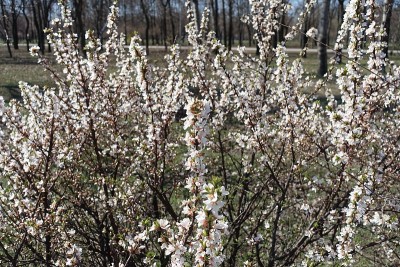 3月开花的绒毛李灌木