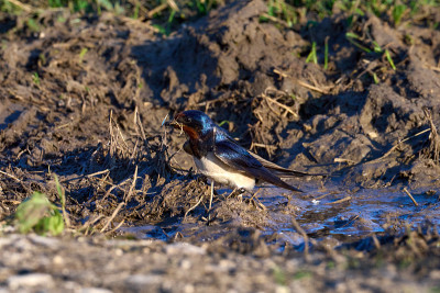 谷仓燕子(Hirundo rustica)近距离。为筑巢收集建筑材料